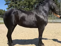 فرس, Percheron — الصورة 2