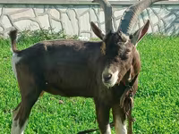 बकरी, Toggenburg goat — फ़ोटो 2