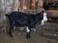Chèvre, Kamori goats — photo 1