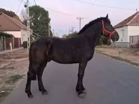 公马, Friesian — 照片 4