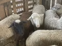 Sheep, Blackheaded Persian sheep — photo 3