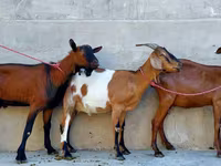 बकरी, Nubian Goat — फ़ोटो 6