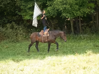 Cheval, Racking Horse — photo 3