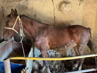 Kůň, Horse breed — foto 8