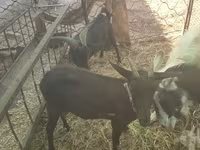 Goat, Murcia-Granada goats — photo 4