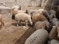 Bélier, Moutons — photo 3
