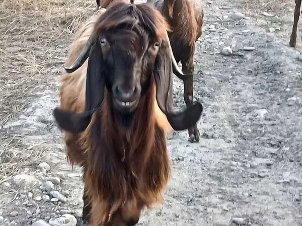 बकरी, Damask goat