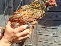 Chickens — Foto 1