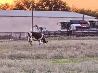 Vache, Russian Black pied cattle — photo 3
