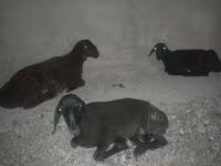 نعجة, Karakul sheep — الصورة 3