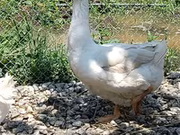Geese — الصورة 3