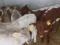 Taureau, Simmental cattle — photo 4