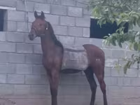 Mare, Thoroughbred horse — photo 2