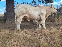 Taureau, Charolais cattle — photo 3