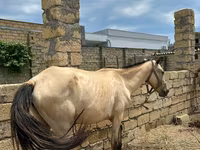 马匹（批次，未指定性别）, Horses — 照片 4
