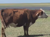 गाय, Latvian Blue cattle — फ़ोटो 1