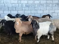 Oveja, Beulah Speckled face sheep — foto 1