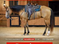 Hengst, Quarter Horse — Foto 1