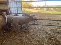Beran, Charollais sheep — foto 3