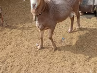 मेढ़ा, Katum sheep — फ़ोटो 1