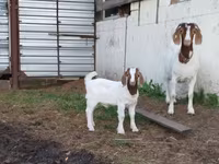 雌ヤギ, Saanen goat — 写真 3