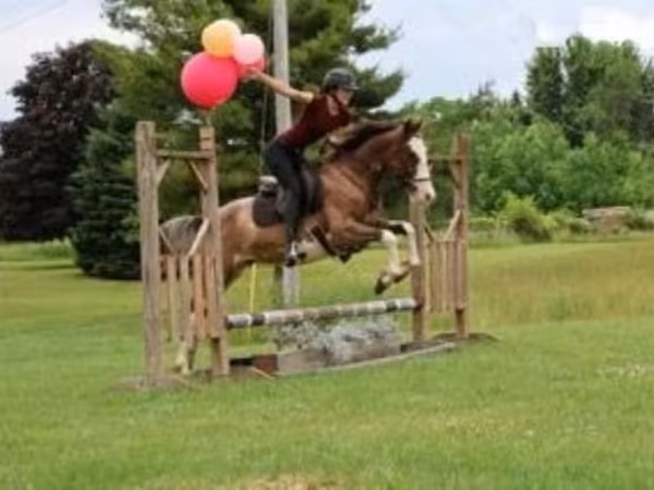 Caballo, Pinto horses