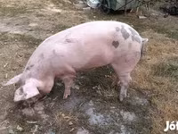 Boar, Ландрас — photo 3