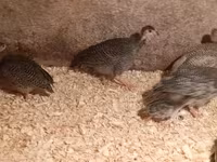 Guinea fowl — foto 2