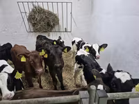 Touro, Russian Black pied cattle — foto 3