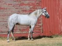 Cheval, Tennessee Walking Horse — photo 8
