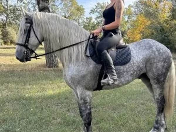 Caballo, Andalusian horse