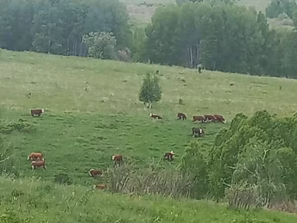 Vache, Hereford