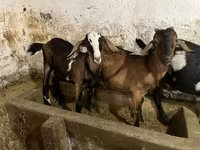 Keçi, Nubian Goat — foto 4