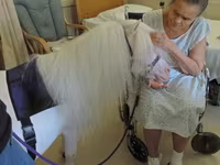 Mare, Miniature horse — photo 1