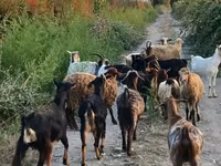 Cabra, Damask goat — foto 8