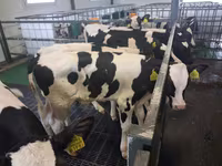 Byk, Russian Black pied cattle — zdjęcie 1