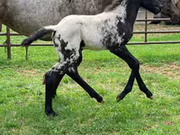 Stute, Appaloosa — Foto 4