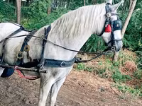 Caballo, Caballos — foto 2