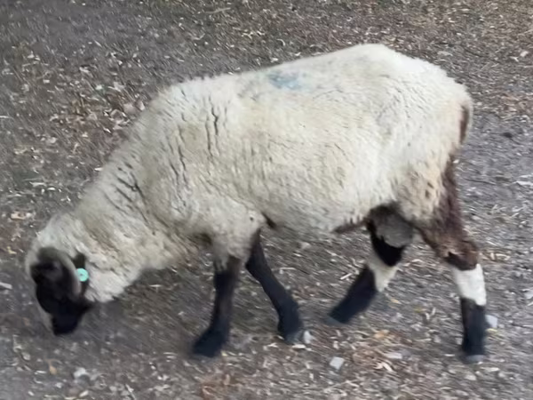 Bélier, Moutons