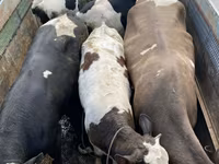 Byk, Simmental cattle — zdjęcie 1