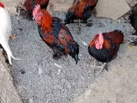 Marans — Foto 5