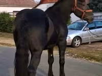 公马, Friesian — 照片 2