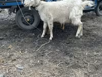 Cabra, Cabras — foto 2