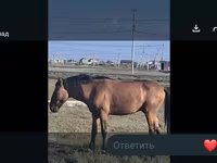 Stute, Mugalzhar horse — Foto 5