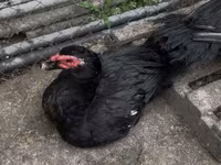 Ducks — 照片 5