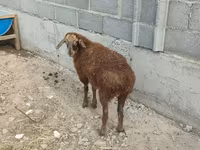 نعجة, الأغنام — الصورة 6