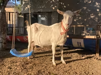 Cabra, Saanen goat — foto 2
