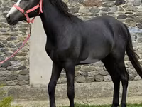 Kůň, Anglo-Arabian — foto 2