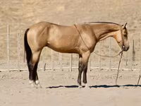 Horse (M), Quarter Horse — photo 7
