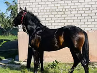 Cheval, Swedish warmblood horse — photo 2